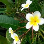 Frangipani