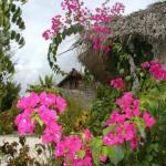 Bougainvillea