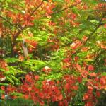 Flamboyant tree