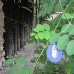 Blue flower