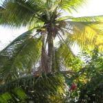 Coconut palm