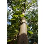coton tree
