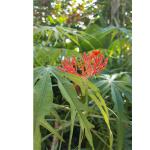 coral plant 